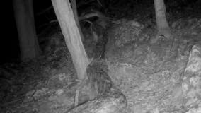 Allegheny woodrat: Elusive ‘species of concern’ captured on West Virginia trail cam