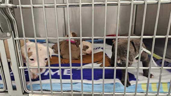 LifeLine Animal Project offers free pet adoptions across Atlanta shelters