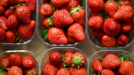 Georgia Grown releases 2025 You-Pick Agritourism map for the state