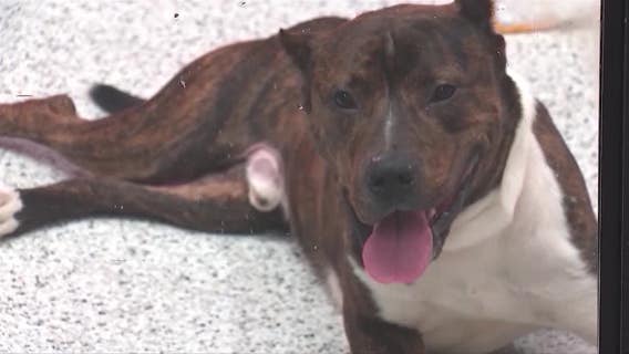 Atlanta City Council moves to revive animal services agreement with Fulton County