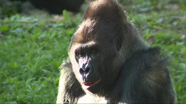 Zoo Atlanta is a real-life 'Kingdom of the Planet of the Apes'
