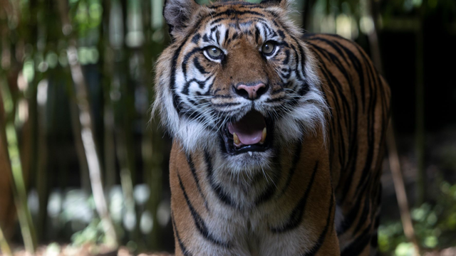 Zoo Atlanta announces death of Chelsea the Sumatran tiger