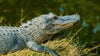 Alligator spotted near Troup County's Lake Jimmy Jackson