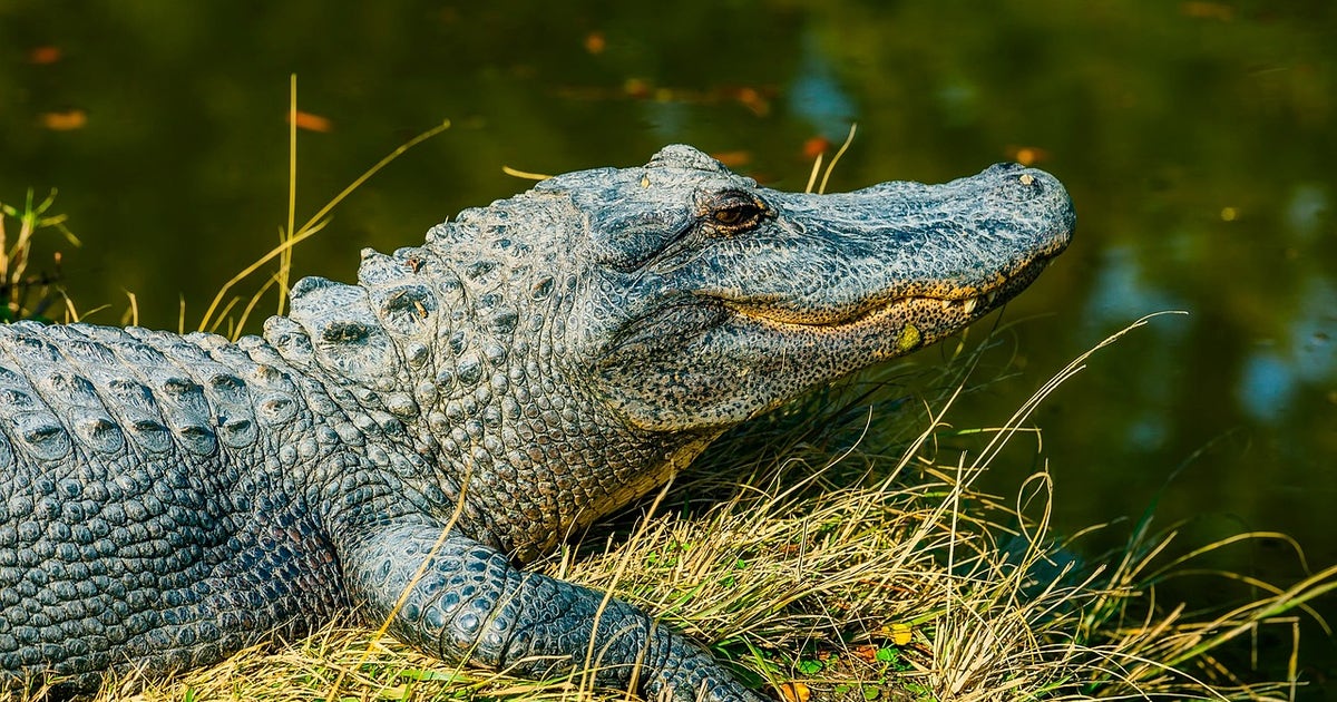 alligator-1988073_1280.jpg?ve=