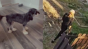 King Charles poodle mix stolen from Atlanta home