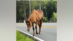 Horse found wandering along Winder roadway