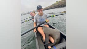 California sea lion hops into UCLA rowers' boat