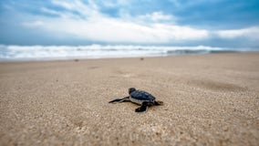 1st sea turtle nest of 2024 spotted on Jekyll Island