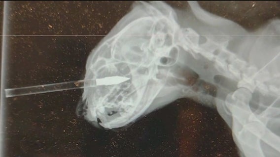 Roswell man pleads guilty to crossbow attack on cats