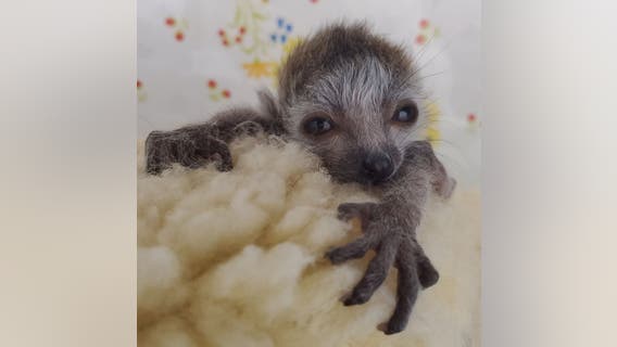 Endangered crowned lemur born at Zoo Atlanta has died
