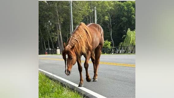 Horse found wandering along Winder roadway