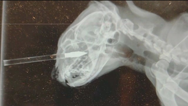 Roswell man pleads guilty to crossbow attack on cats