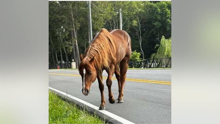 This horse was found wandering along Tom Miller Road in Winder on May 23, 2024.