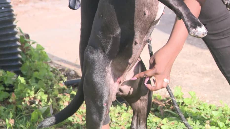 Mylasia Hunnicutt shows where a bullet fragment, fired by a Clayton County deputy, hit her dog.