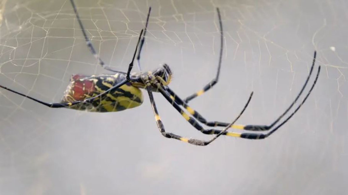 Are giant Joro Spiders ruining Georgia's ecosystem? A new UGA study