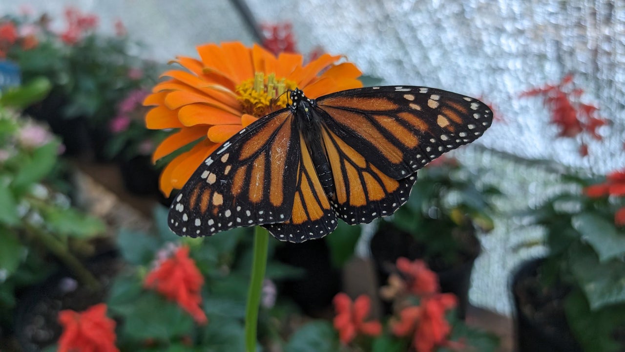 Butterflies are back at Roswell's Chattahoochee Nature Center