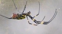 Are giant Joro Spiders ruining Georgia's ecosystem? A new UGA study