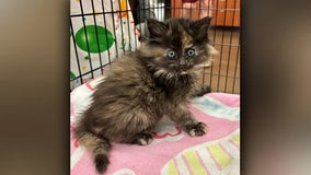 Rare intersex kitten defies feline genetics, surprises vets at Oregon shelter