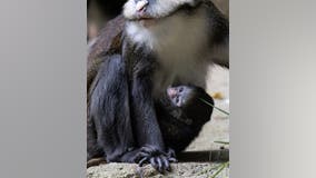 Baby red-tailed monkey born at Zoo Atlanta