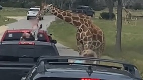 VIDEO: Giraffe tosses toddler at Texas wildlife park