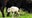 Rare white bison calf spotted in Yellowstone National Park could fulfill prophecy