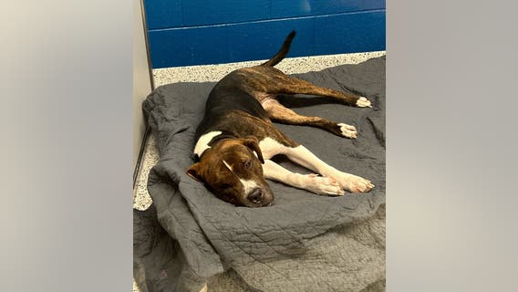 Father's Day dog adoption fee waiver amid shelter overcrowding