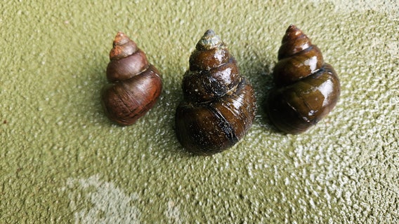 Invasive mystery snail discovered in Lake Lanier