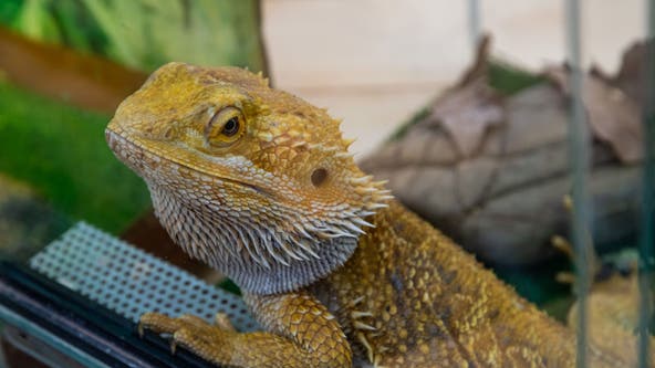 CDC warns of salmonella outbreak linked to bearded dragons in 9 states