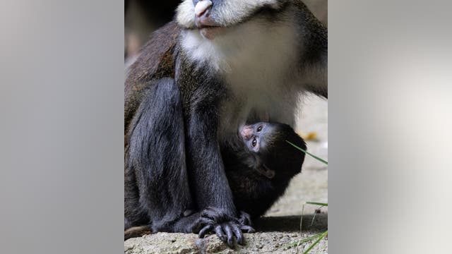 Baby red-tailed monkey born at Zoo Atlanta
