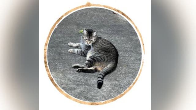 South Fulton police and fire departments pay tribute to beloved cat