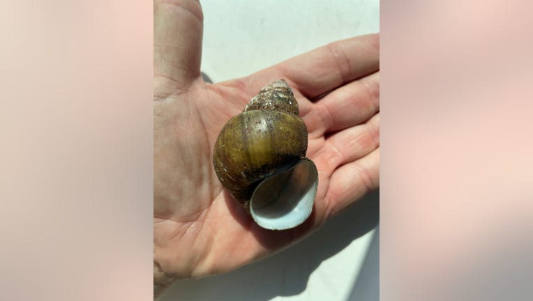 Georgia Department of Natural Resources’ Wildlife Resources Division says a member of the genus Cipangopaludina, also known as Chinese/Japanese Mystery Snails was recently discovered at Lake Lanier.
