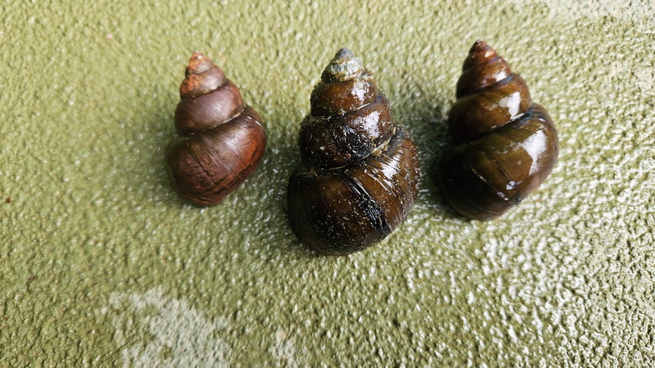 Georgia Department of Natural Resources’ Wildlife Resources Division says a member of the genus Cipangopaludina, also known as Chinese/Japanese Mystery Snails was recently discovered at Lake Lanier. 