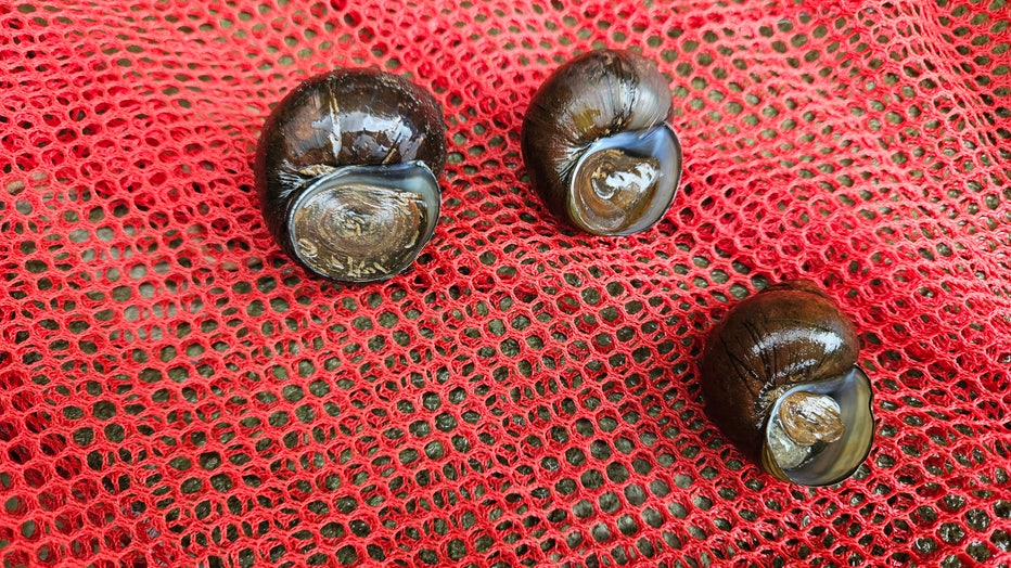 Georgia Department of Natural Resources’ Wildlife Resources Division says a member of the genus Cipangopaludina, also known as Chinese/Japanese Mystery Snails was recently discovered at Lake Lanier.