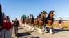 Budweiser iconic Clydesdales coming to metro Atlanta this week