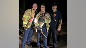 Roswell firefighters rescue young deer stuck in pond