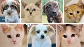 Free dog, cat adoptions in Cherokee County this week