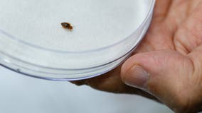 Bedbugs force closure of Clarke County courthouse