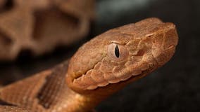 Copperhead snake bite sends Marietta man to hospital ahead of Fourth of July holiday