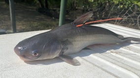 Catch a blue catfish and this reward is yours, Georgia Department of Resources says