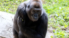 Zoo Atlanta western lowland gorilla expecting baby in the winter