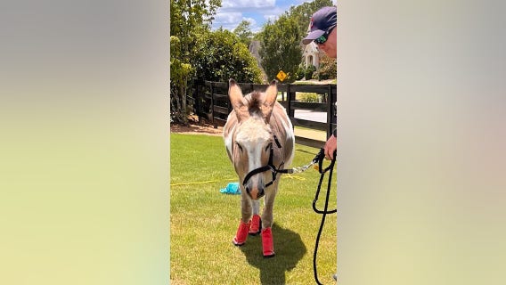 Donkey on the lam in Milton finally finds its way home
