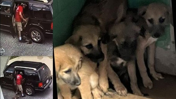 2 charged with abandoning puppies at Haralson County church, deputies say