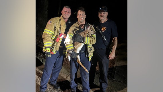 Roswell firefighters rescue young deer stuck in pond