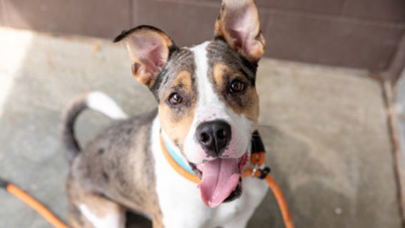 DeKalb County Animal Shelter in dire need of dog adopters due to overcrowding crisis