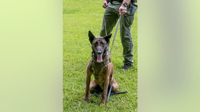 Gwinnett County police mourning loss of K9 Officer Elsa