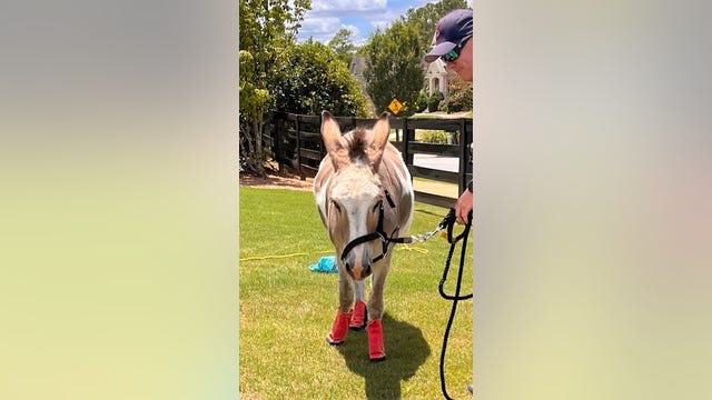 Donkey on the lam in Milton finally finds its way home