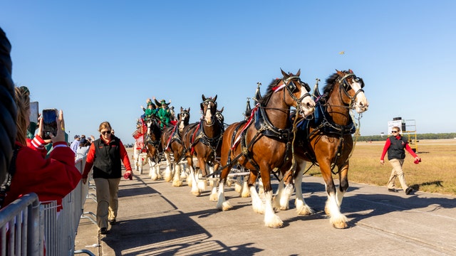 Budweiser iconic Clydesdales coming to metro Atlanta this week