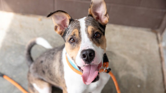 DeKalb County Animal Shelter in dire need of dog adopters due to overcrowding crisis