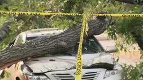 Tree topples on passing car injures 2, disrupts power in Stone Mountain
