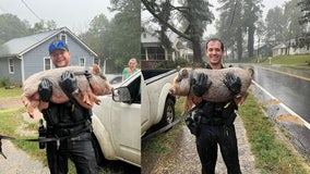 Canton police officers help bring pigs home